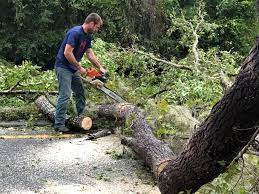 Best Tree Cabling and Bracing  in Fritch, TX