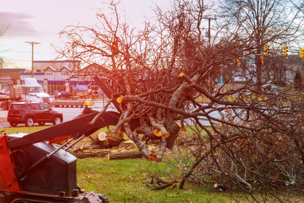 Best Emergency Tree Removal  in Fritch, TX