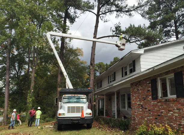 Best Tree Risk Assessment  in Fritch, TX