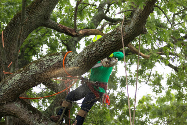 Best Tree Mulching  in Fritch, TX