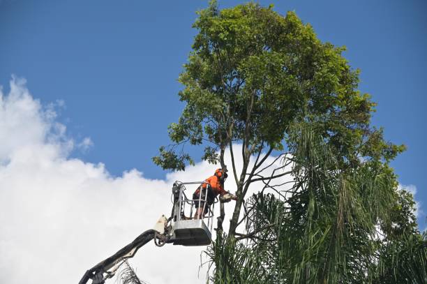 Professional Tree Care in Fritch, TX